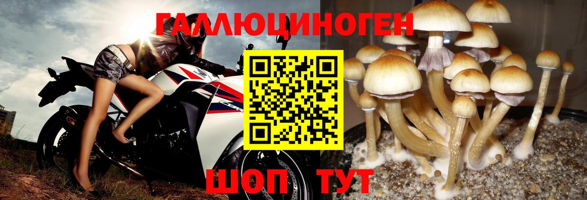 Гусиноозёрск  Галлюциногенные грибы MAGIC MUSHROOMS  купить закладку  Галлюциногенные грибы Psilocybine cubensis  Вход с VPN 